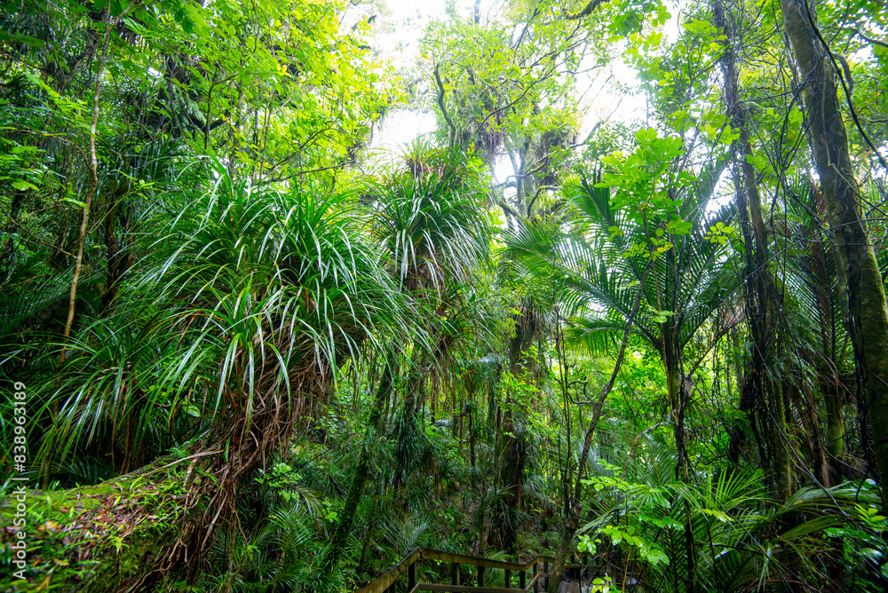 Naklejka premium Waireinga Scenic Reserve - New Zealand