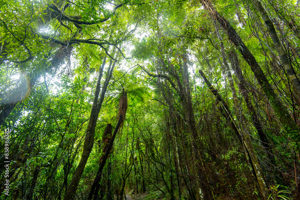 Fototapeta premium Waireinga Scenic Reserve - New Zealand