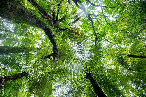 Waireinga Scenic Reserve - New Zealand