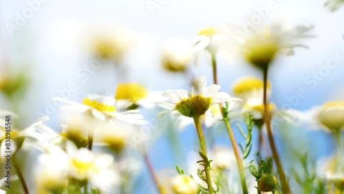 Wallpaper Mural chamomile flower in a field Torontodigital.ca