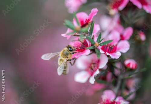 Obraz na płótnie Honey bee collecting nectar and pollen from manuka flowers (Leptospermum scoparium). Auckland. w salonie