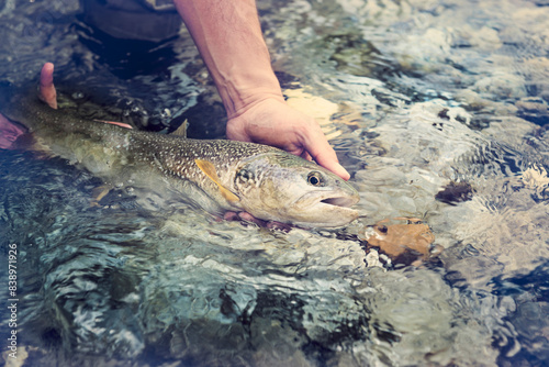 Slovenia, man fly fishing in Soca river catching a fish