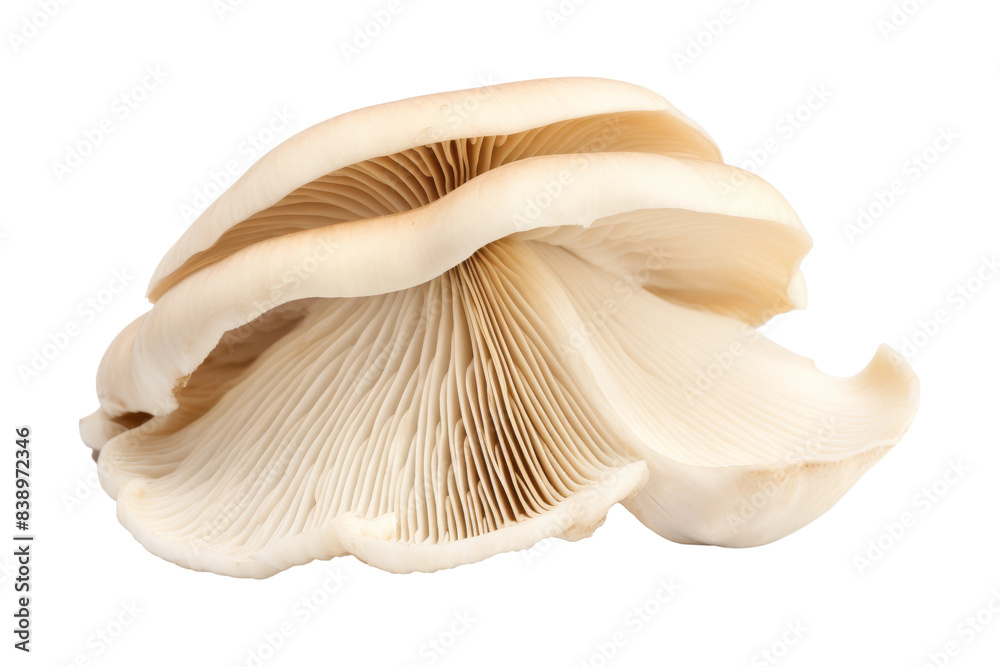 Fototapeta premium Enigmatic Fungi: A Magnified View of a Mystical Mushroom on a White or Clear Surface PNG Transparent Background..