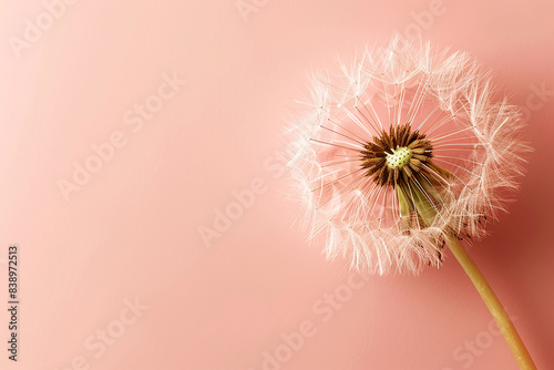 Generative AI Image of Beautiful Dandelion Flower with Copy Space on Pink Background