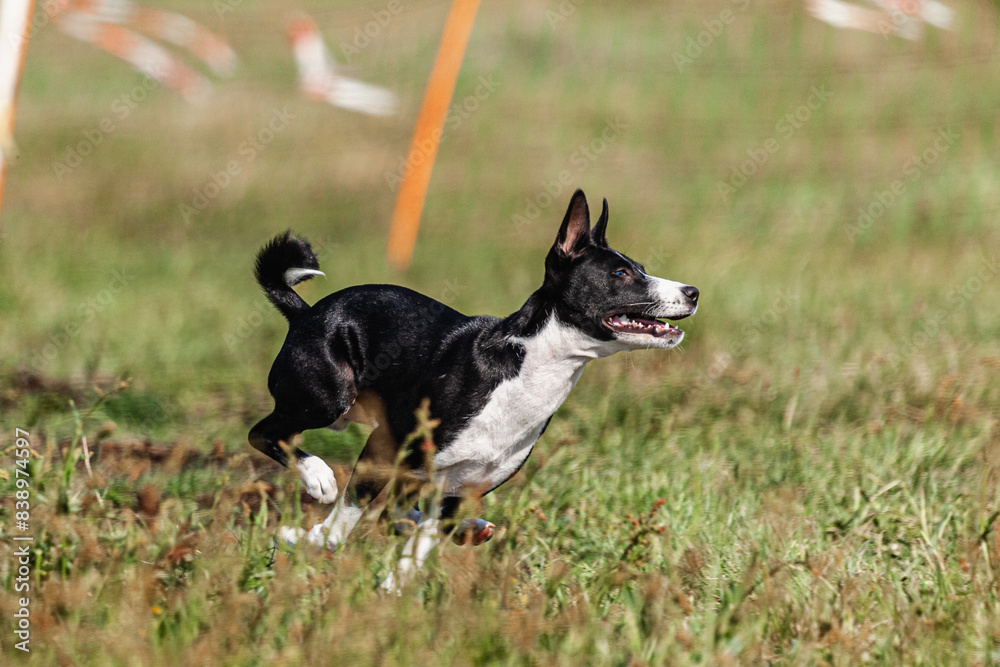 Basenji puppy black and white first time running in field on competition Basenji puppy black and white first time running in field on competition