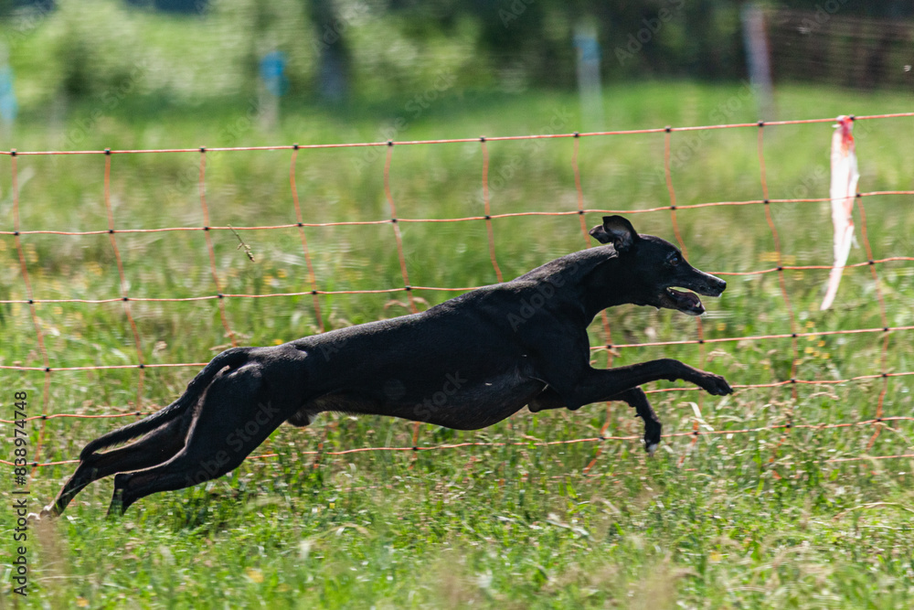 Whippet sprinter dog running and chasing lure on the field Whippet sprinter dog running and chasing lure on the field