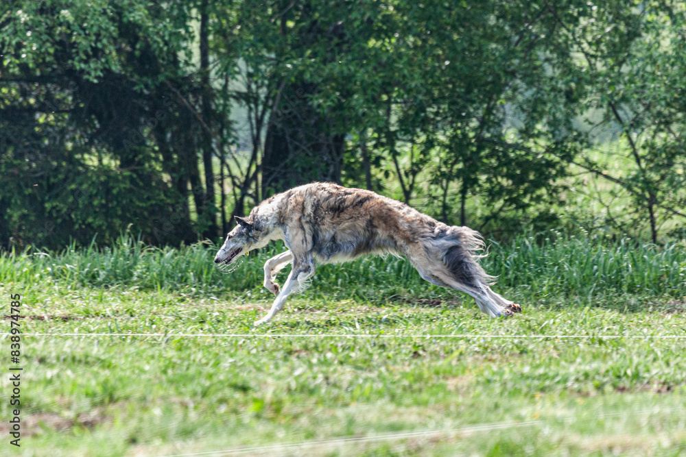 Borzoi dog running and chasing lure on green field at competition Borzoi dog running and chasing lure on green field at competition