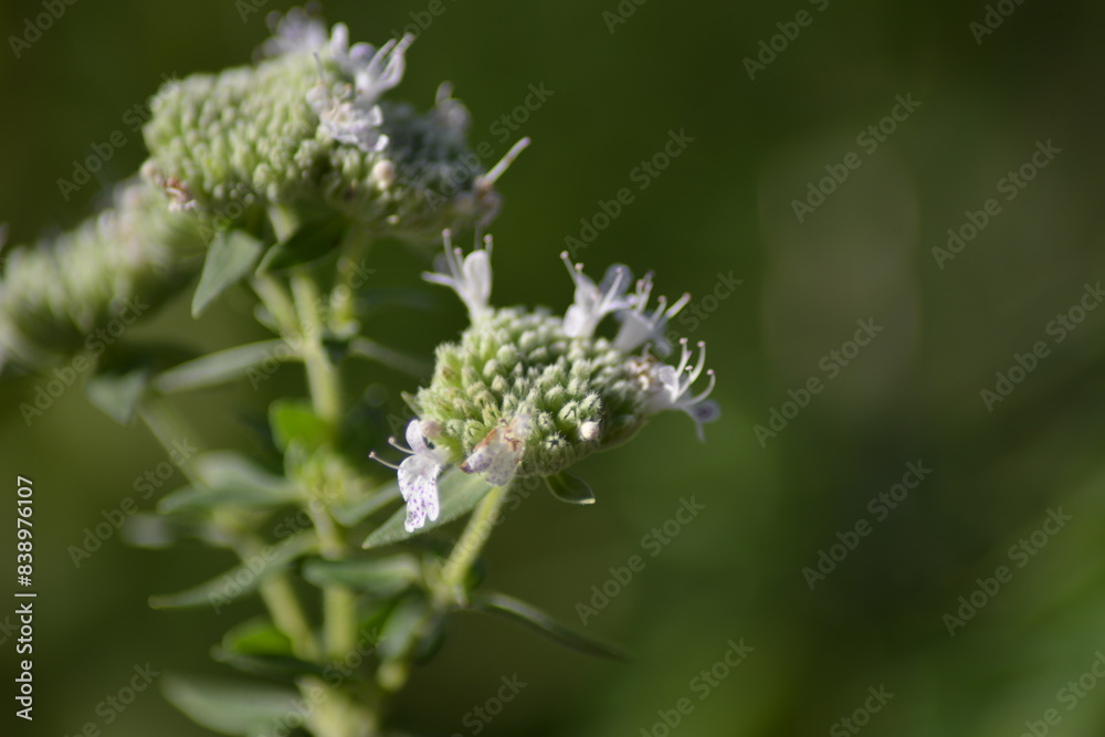 Eine langsam erblühende Wildblume Eine langsam erblühende Wildblume