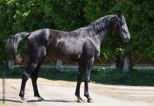 Thoroughbred young black horse posing against stud farm