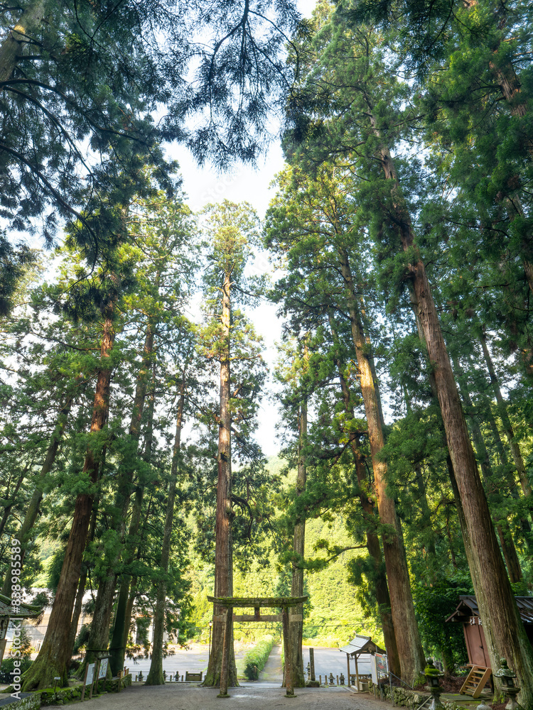 Fototapeta premium 大きな木が並ぶ室生龍穴神社の境内