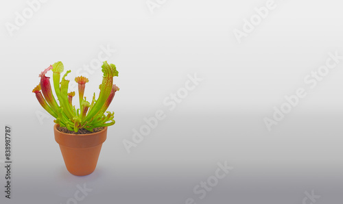 Photography Carnivorous plant