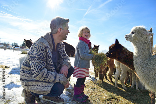 Happy father and daughter feeding alpacas with hay on a field in winter photo