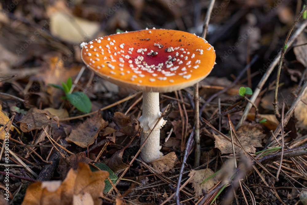 In the woods, a terrestrial plant, a mushroom, emerges from the ground. It belongs to the Agaricaceae family and could be an edible mushroom In the woods, a terrestrial plant, a mushroom, emerges from the ground. It belongs to the Agaricaceae family and could be an edible mushroom