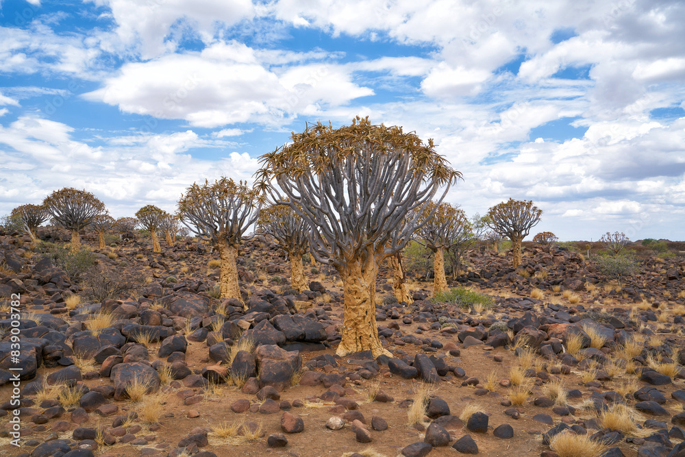 Quiver Tree Forest (Kokerboomwoud) in Namibia Quiver Tree Forest (Kokerboomwoud) in Namibia