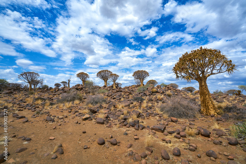 Quiver Tree Forest (Kokerboomwoud) in Namibia photo