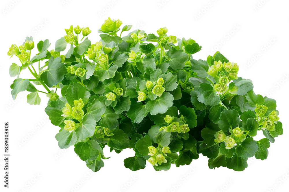 Obraz premium bunch of green flower plant isolated on transparent background