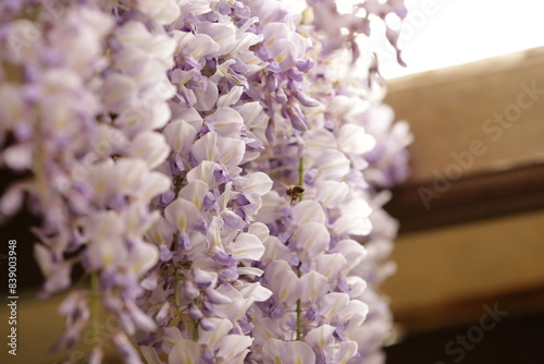 bouquet of lilac flowers