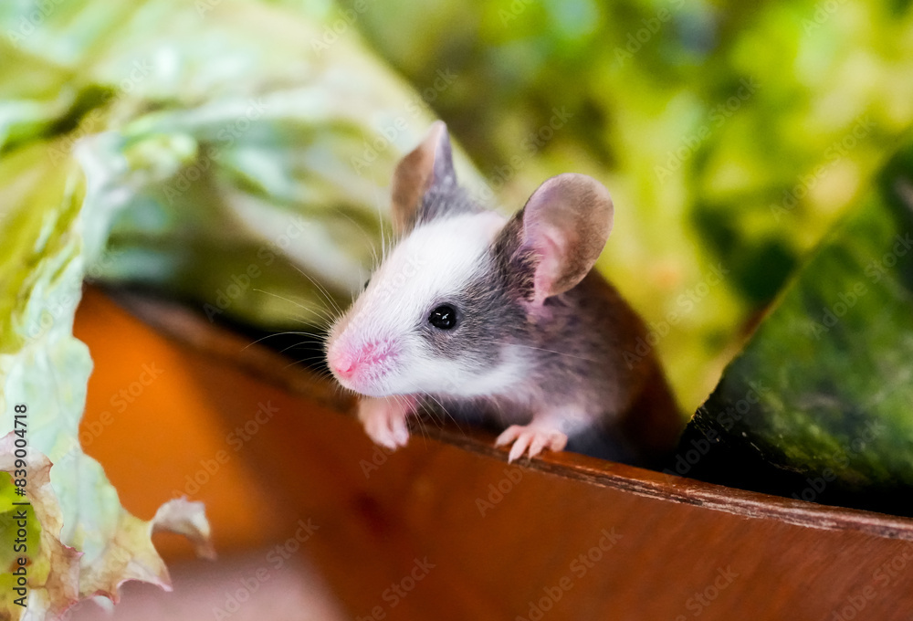 Obraz premium Portrait of a little cute mouse. Rodent. 