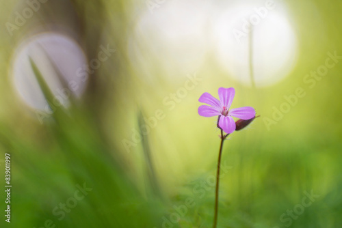 Canvastavla Herb Robert or Geranium robertianum blooms from april until september