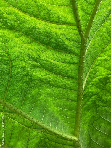 green leaf macro