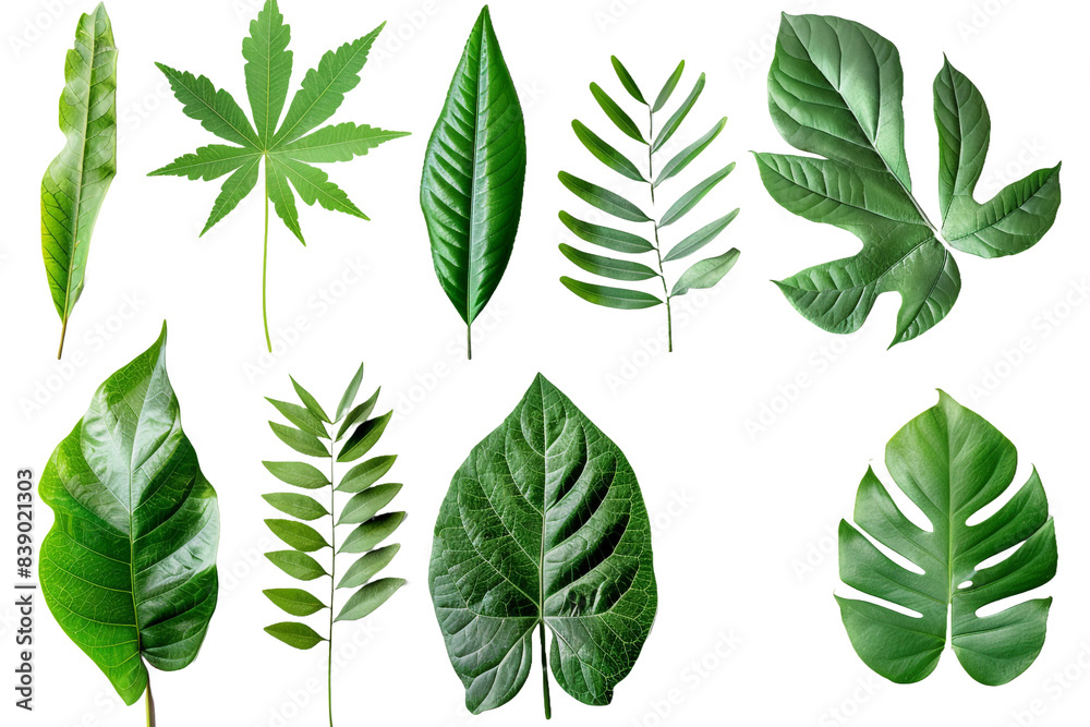 Collection of green leaves isolated on transparent background Collection of green leaves isolated on transparent background