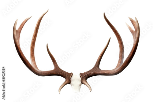 Majestic Antlers Dance on a White or Clear Surface PNG Transparent Background..