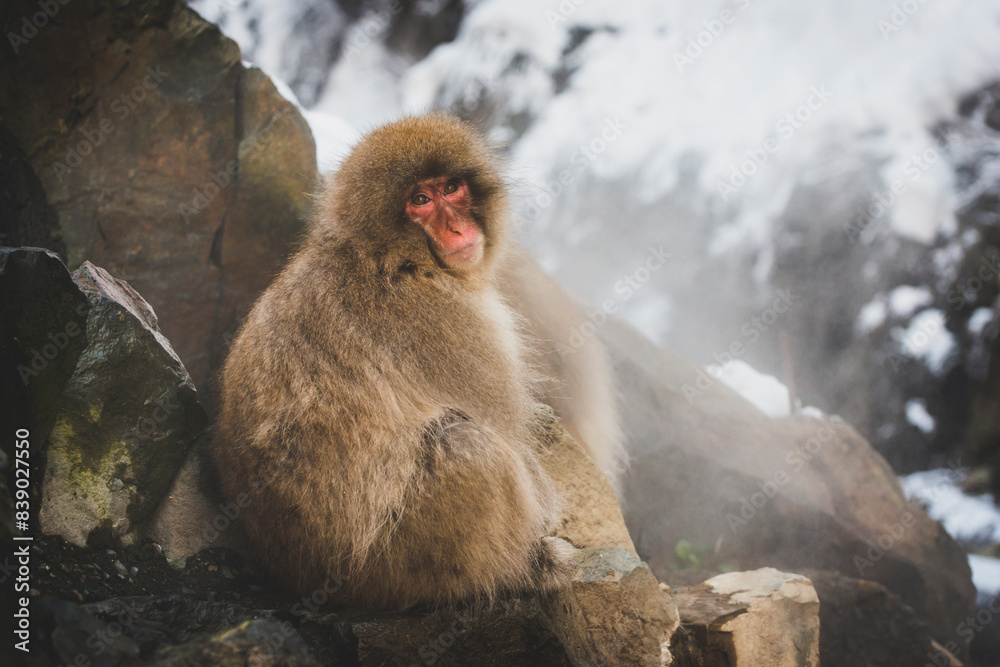 Naklejka premium Japan, Yamanouchi, Jigokudani Monkey Park, portrait of red-faced makak