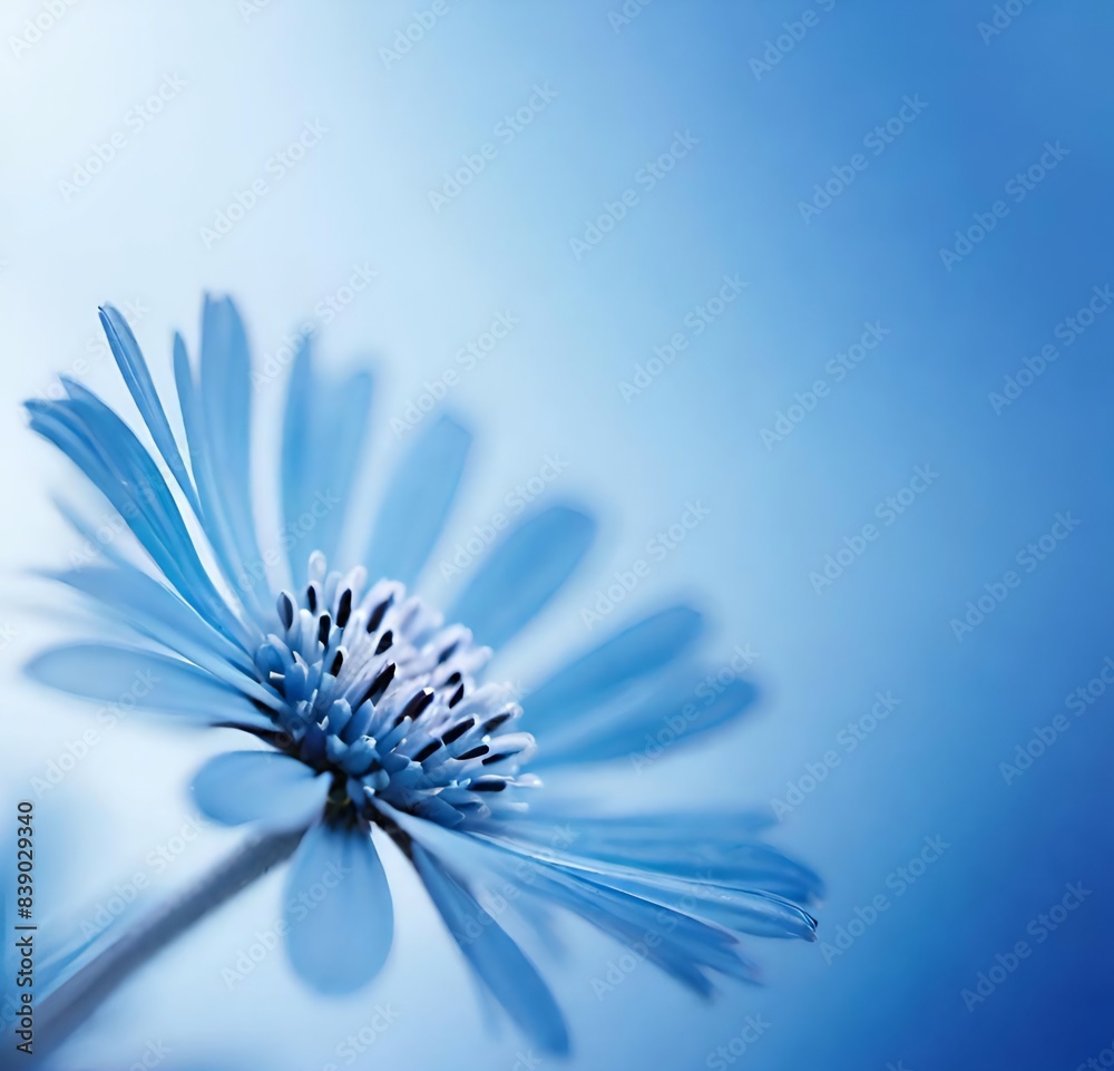 Obraz premium flower macro, macro, plant, yellow, blossom, white, summer, spring, bloom, beauty, petal, garden, flora, purple