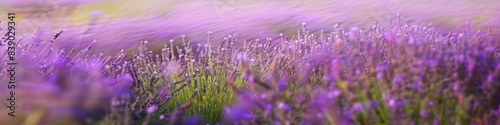 A field of lavender swaying in the breeze  their fragrant blooms blurred into a sea of purple and green.