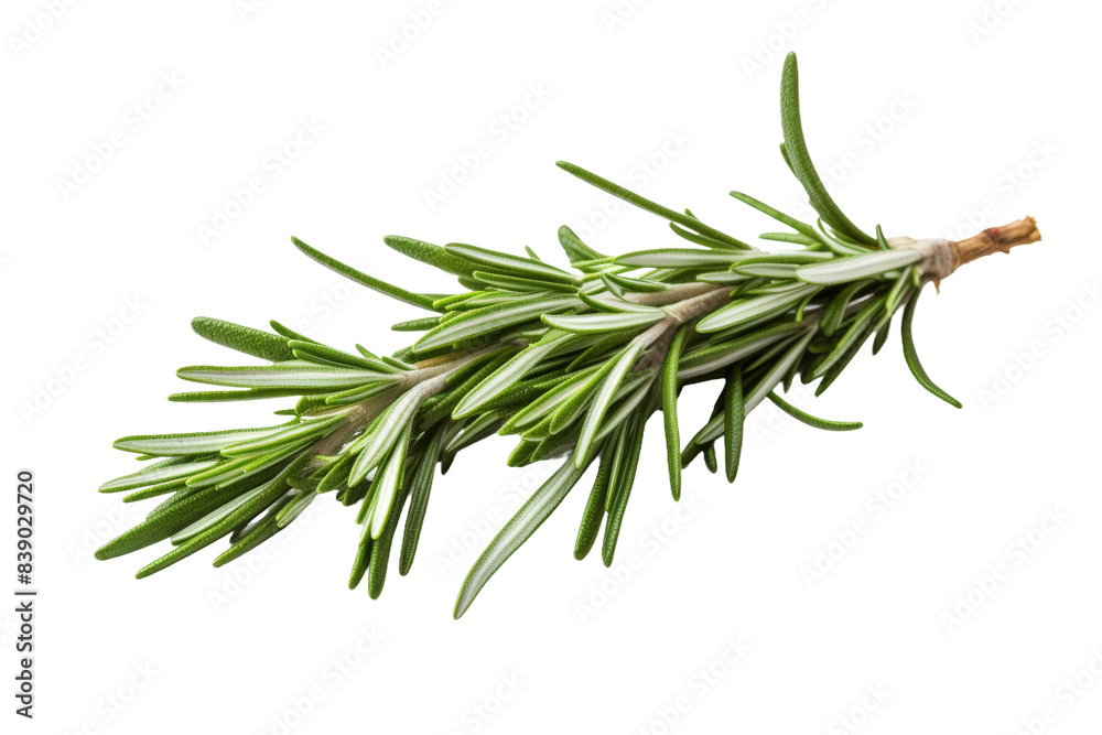 Fototapeta premium A Whimsical Rosemary Sprig Dance on a White or Clear Surface PNG Transparent Background..