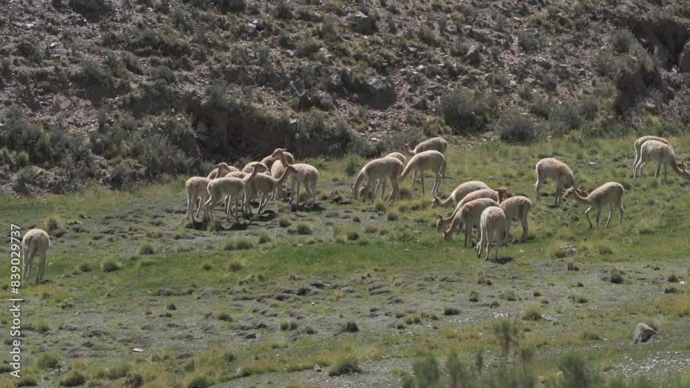 A large group of vicuñas in their natural habitat. Camara shot. A large group of vicuñas in their natural habitat. Camara shot.