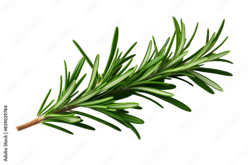 Fototapeta premium Whispers of Rosemary on a White or Clear Surface PNG Transparent Background..