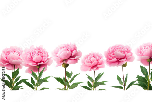 The Dance of Pink Petals on a White or Clear Surface PNG Transparent Background..