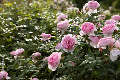 Damask rose bush in full bloom, close-up summer nature