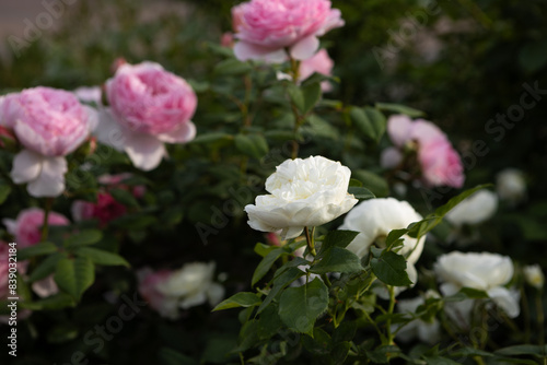 Flowers bed of beautiful pink and white roses in a garden setting