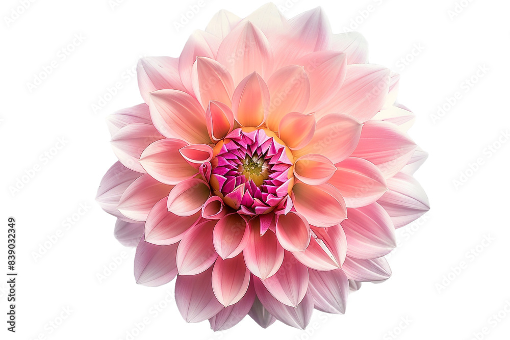 Dahlia flower isolated on transparent background Dahlia flower isolated on transparent background