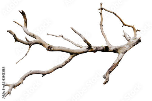 Dead branch isolated on transparent background