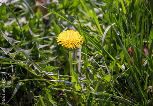 Yellow dandelion flower in green grass.