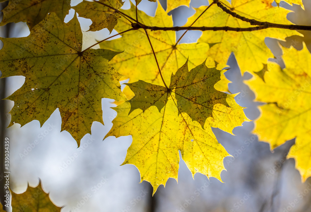 Yellow autumn leaves close-up against the sky, autumn landscape Yellow autumn leaves close-up against the sky, autumn landscape