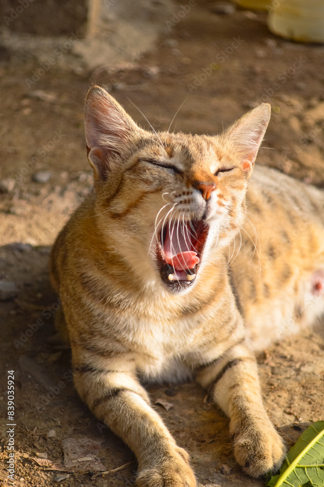 portrait of a yawning cat, young kitten in garden portrait of a yawning cat, young kitten in garden