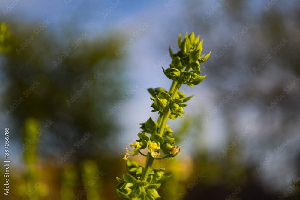 holy basil plant Ayurveda tulsi leaf in garden flowers blue sky background holy basil plant Ayurveda tulsi leaf in garden flowers blue sky background