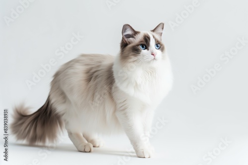 Fluffy Ragdoll Cat With Blue Eyes