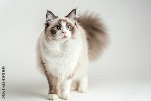 Fluffy Ragdoll Cat With Blue Eyes