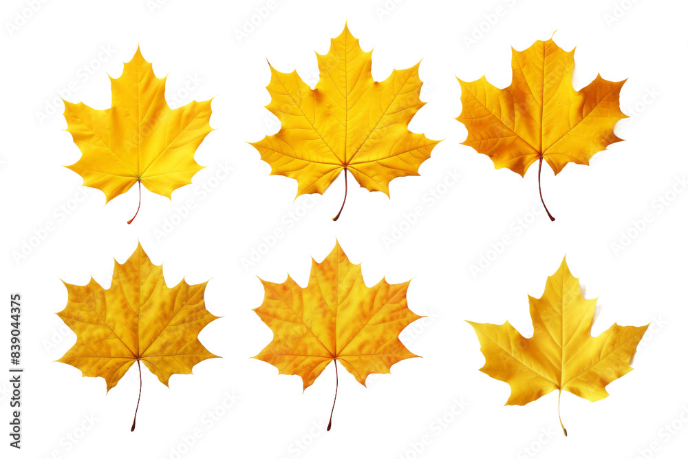 Sunlit Dance of Golden Maple Leaves on a White or Clear Surface PNG Transparent Background.. Sunlit Dance of Golden Maple Leaves on a White or Clear Surface PNG Transparent Background..