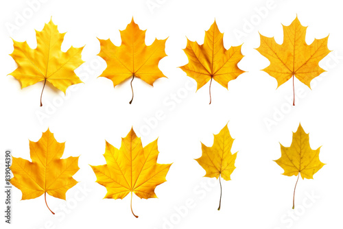 A Symphony of Golden Maple Leaves Dancing on White on a White or Clear Surface PNG Transparent Background.. © Usama