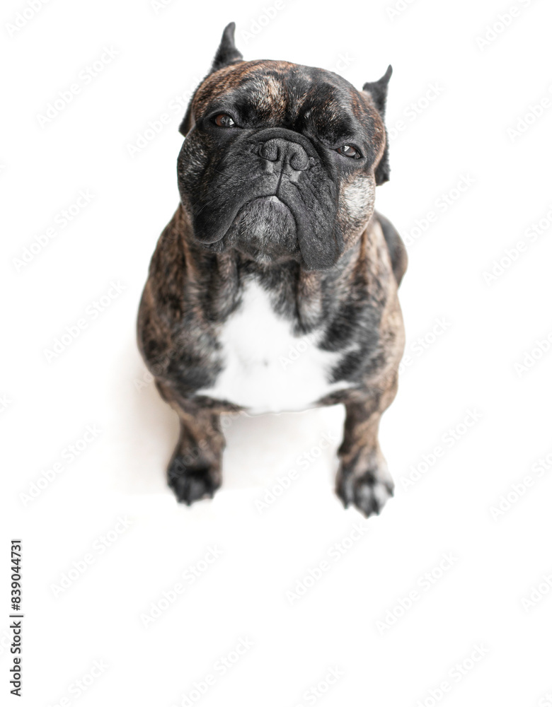 French bulldog gazing at the camera against a white backdrop. French bulldog gazing at the camera against a white backdrop.