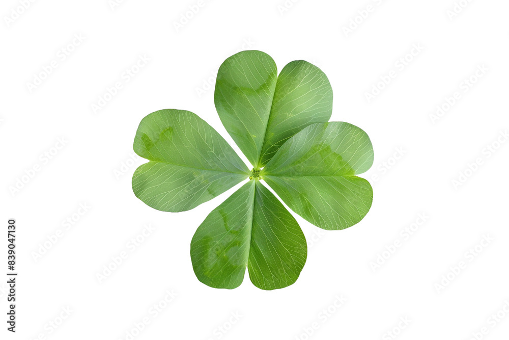 Four leaf clover isolated on transparent background Four leaf clover isolated on transparent background