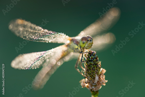 Common darter firefly, Sympetrum striolatum, hovering over flower photo