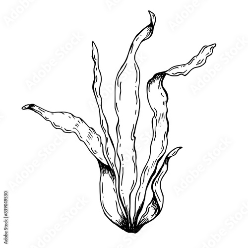 Sea and ocean, aquarium plant kelp, laminaria. Hand drawn vector illustration isolated on white background. Black and white graphic sketch style. For clip art coloring icon package