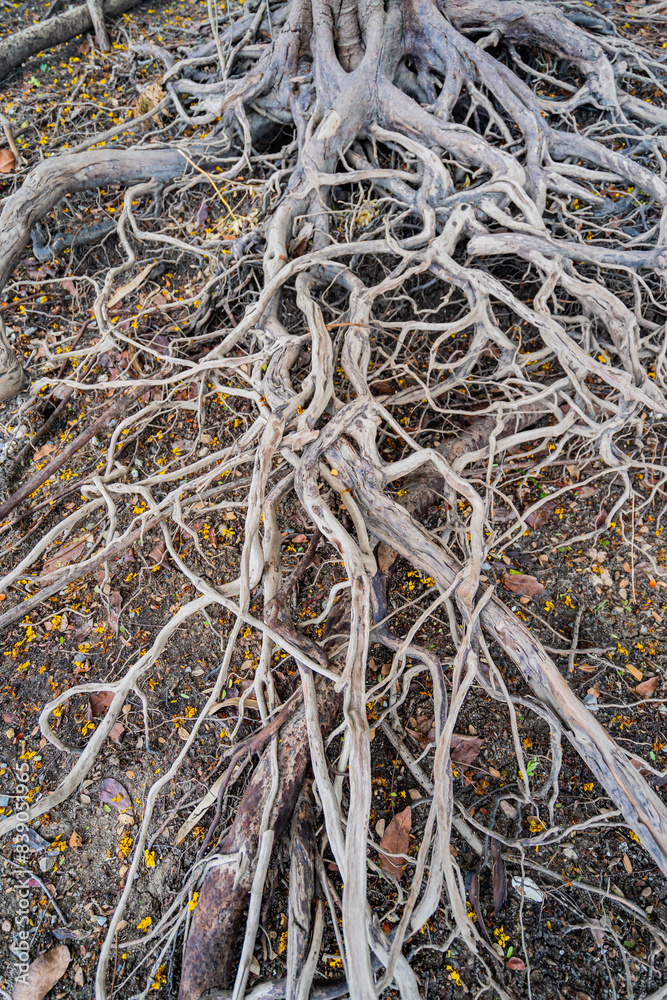 A dead tree stump with dry roots A dead tree stump with dry roots